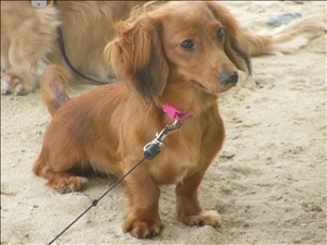 �摜���X�g_61